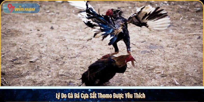 Lý Do Gà Đá Cựa Sắt Thomo Được Yêu Thích